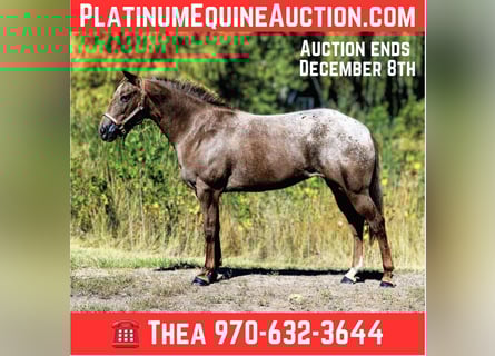 Appaloosa, Mare, 8 years, 13,2 hh, Chestnut