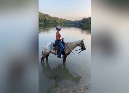 Appaloosa, Mare, 8 years, 14.1 hh, Palomino