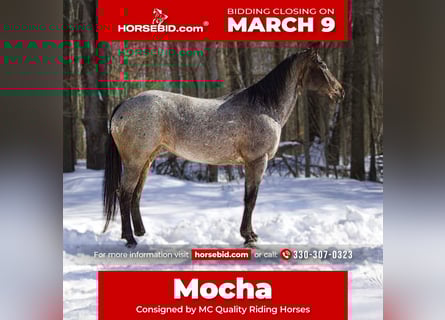 Appaloosa, Mare, 8 years, 14,2 hh, Roan-Bay