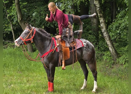 Appaloosa, Mare, 8 years, 14,3 hh, Leopard-Piebald