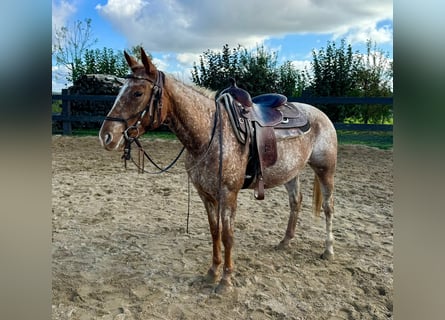 Appaloosa, Mare, 8 years, 15 hh, Chestnut-Red