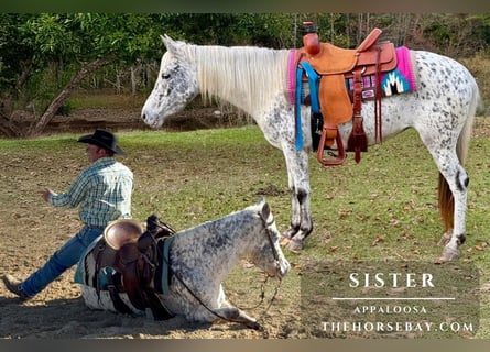 Appaloosa, Mare, 9 years, 13,3 hh, Leopard-Piebald