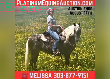 Appaloosa, Mare, 9 years, 14,3 hh, Brown