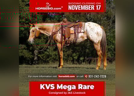 Appaloosa, Mare, 9 years, 15,1 hh, Chestnut