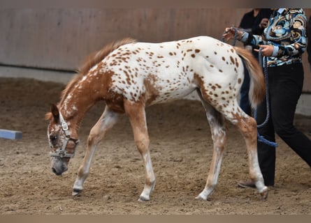 Appaloosa, Mare, Foal (04/2026), 15 hh, Chestnut