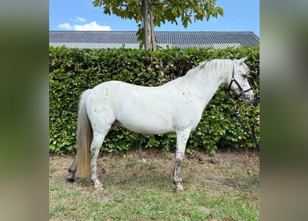 Appaloosa, Merrie, 14 Jaar, 110 cm, Appaloosa