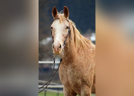 Appaloosa, Merrie, 14 Jaar, 152 cm, Appaloosa