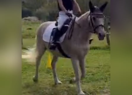 Appaloosa, Merrie, 15 Jaar, 140 cm, Schimmel