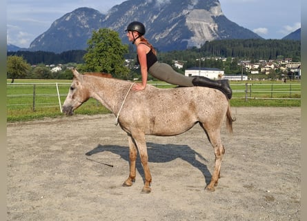 Appaloosa, Merrie, 15 Jaar, 147 cm, Appaloosa