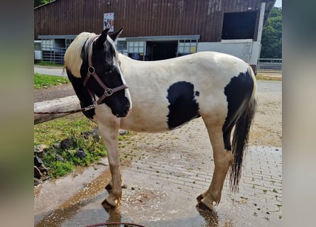 Appaloosa Mix, Merrie, 15 Jaar, 150 cm, Gevlekt-paard