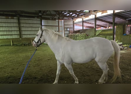 Appaloosa, Merrie, 16 Jaar, 150 cm, Wit