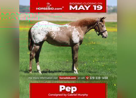 Appaloosa, Merrie, 1 Jaar, 142 cm, Roodvos
