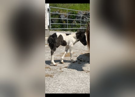 Appaloosa, Merrie, 1 Jaar, 85 cm, Gevlekt-paard