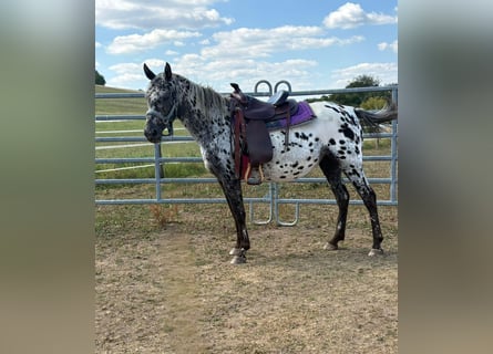 Appaloosa, Merrie, 4 Jaar, 150 cm, Appaloosa