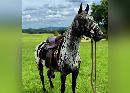 Appaloosa, Merrie, 4 Jaar, 150 cm, Appaloosa