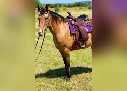 Appaloosa, Merrie, 5 Jaar, 155 cm, Roan-Bay