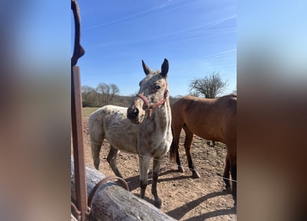 Appaloosa Mix, Merrie, 5 Jaar, 158 cm, Roan-Blue