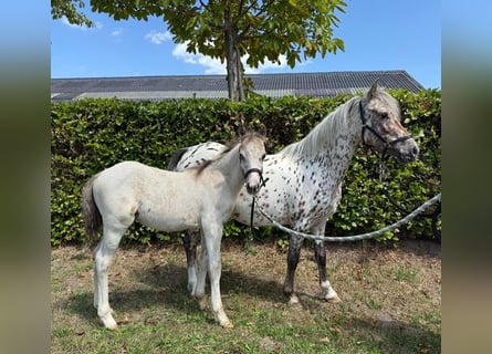 Appaloosa, Merrie, 6 Jaar, 113 cm, Appaloosa