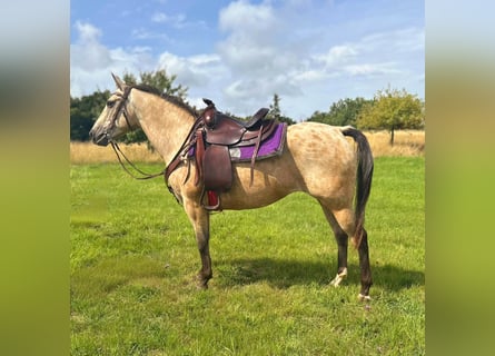 Appaloosa, Merrie, 8 Jaar, 149 cm, Buckskin