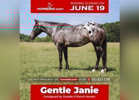 Appaloosa, Merrie, 8 Jaar