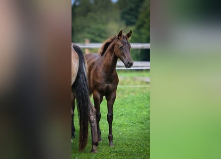 Appaloosa, Merrie, veulen (05/2024), 154 cm, Donkere-vos