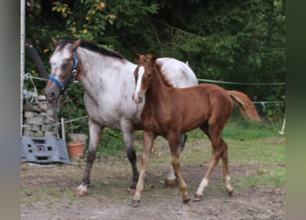 Appaloosa Mix, Merrie, , 156 cm, Roan-Bay