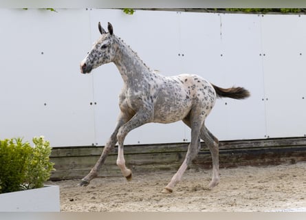 Appaloosa, Merrie, , Appaloosa