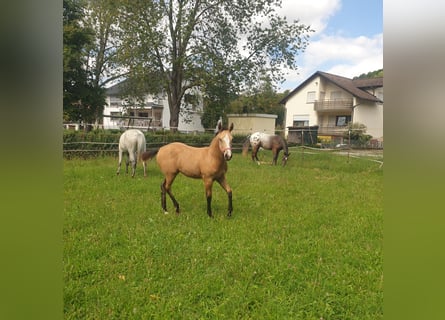 Appaloosa, Merrie, Veulen (04/2025), Buckskin