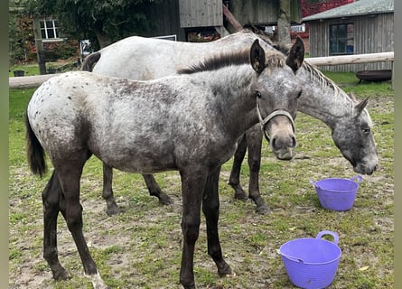 Appaloosa Mix, Merrie, Veulen (06/2025)