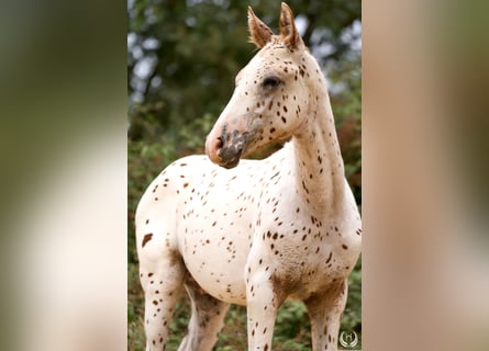 Appaloosa, Ogier, 1 Rok, 150 cm