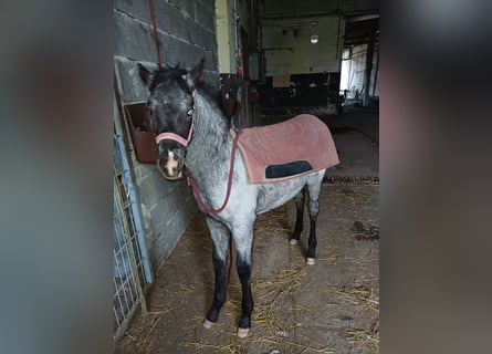 Appaloosa, Ogier, 1 Rok, 160 cm, Grullo