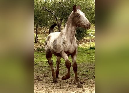 Appaloosa, Ogier, 1 Rok, 165 cm, Kasztanowata