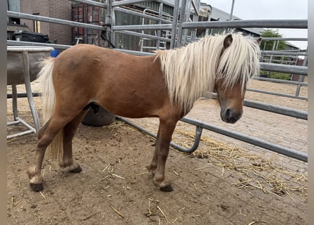 Appaloosa, Ogier, 4 lat, 82 cm, Tarantowata