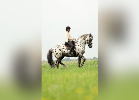 Appaloosa Mix, Ogier, 15 lat, 165 cm