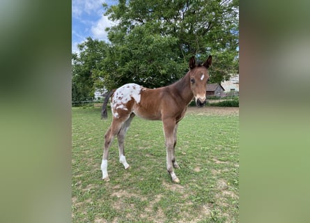 Appaloosa, Ogier, Źrebak (04/2026), 155 cm, Tarantowata