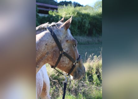 Appaloosa, Ruin, 3 Jaar, 155 cm, Bruin