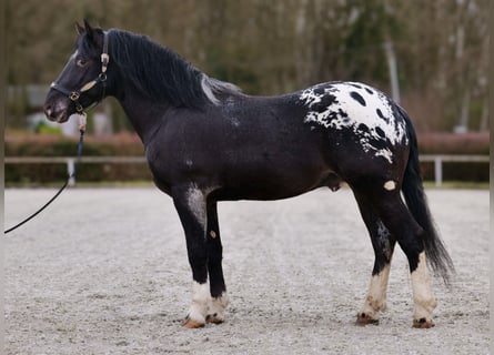 Appaloosa, Ruin, 3 Jaar, 155 cm, Zwart