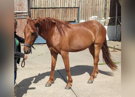 Appaloosa Mix, Ruin, 3 Jaar, Donkere-vos