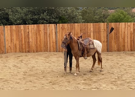 Appaloosa Mix, Ruin, 4 Jaar, 139 cm, Appaloosa