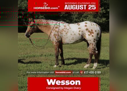 Appaloosa, Ruin, 4 Jaar, 147 cm, Falbe
