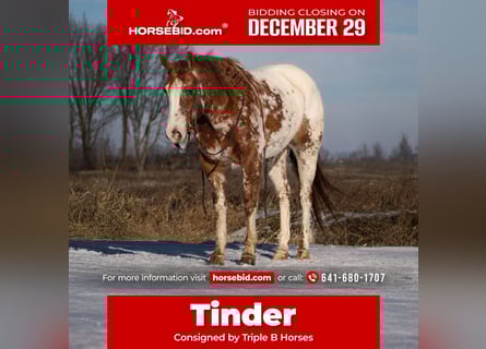 Appaloosa, Ruin, 4 Jaar, 155 cm, Donkere-vos