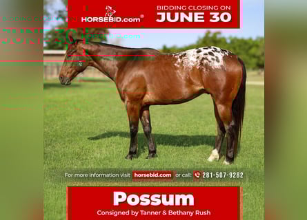 Appaloosa, Ruin, 4 Jaar, 157 cm, Roodbruin