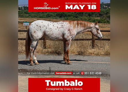 Appaloosa, Ruin, 4 Jaar, Bruin