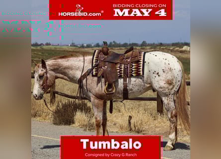 Appaloosa, Ruin, 4 Jaar, Vos