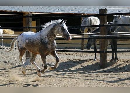 Appaloosa Mix, Ruin, 5 Jaar, 155 cm, Gevlekt-paard