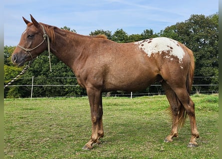 Appaloosa, Ruin, 5 Jaar, 160 cm, Donkere-vos