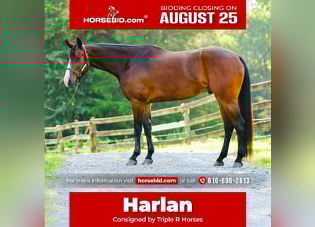 Appaloosa, Ruin, 5 Jaar, 165 cm, Roodbruin