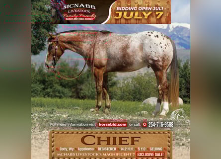 Appaloosa, Ruin, 5 Jaar, Donkere-vos