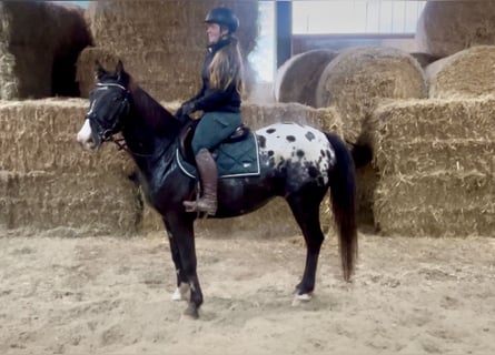 Appaloosa, Ruin, 6 Jaar, 152 cm, Gevlekt-paard