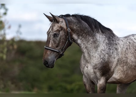 Appaloosa Mix, Ruin, 6 Jaar, 154 cm, Brown Falb schimmel